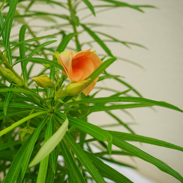 Thevetia Peruviana Plant